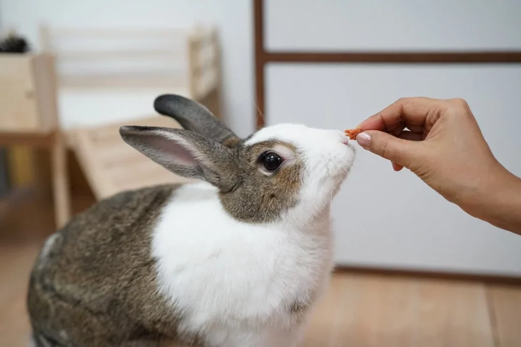 cara merawat kelinci
