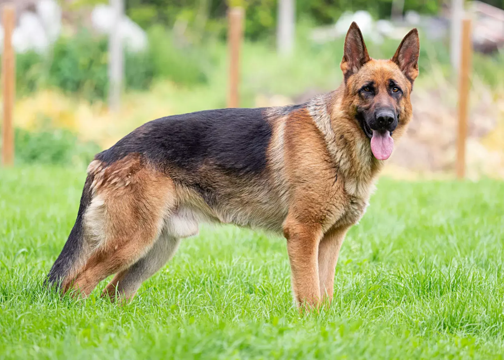 anjing German Shepherd