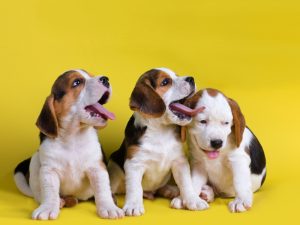 7 Cara Memandikan Anak Anjing dengan Mudah di Rumah