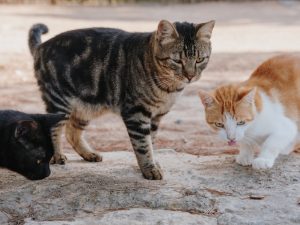 Kenapa Kucing Sering Berantem? Yuk, Ketahui Penyebabnya