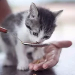 makanan yang tidak boleh dimakan kucing