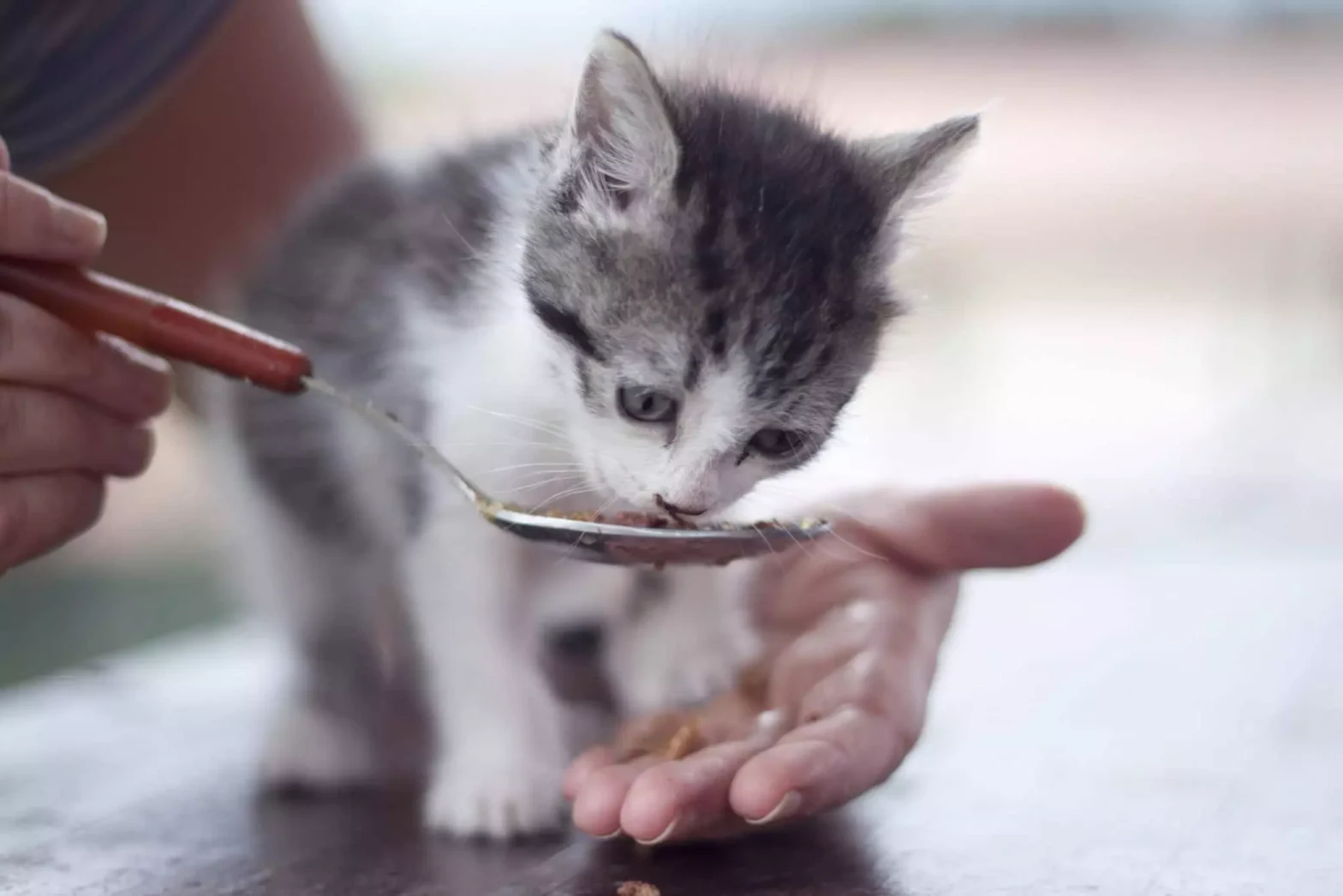 makanan yang tidak boleh dimakan kucing