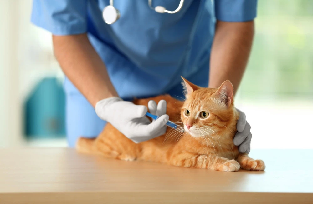 biaya vaksin kucing