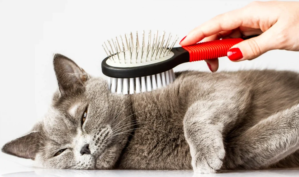 biaya grooming kucing