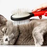 biaya grooming kucing