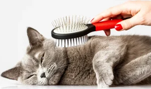 biaya grooming kucing