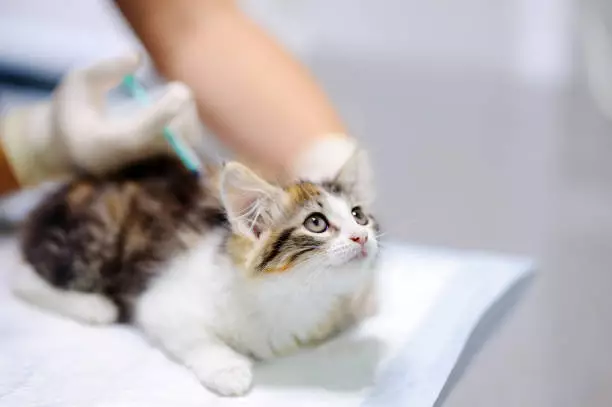 Kapan Pemberian Vaksin Kucing Dilakukan 
