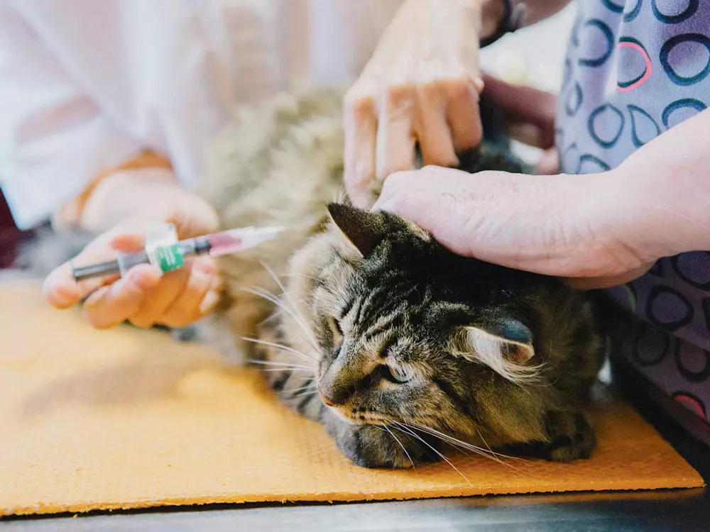 Jenis dan Biaya Vaksin Kucing