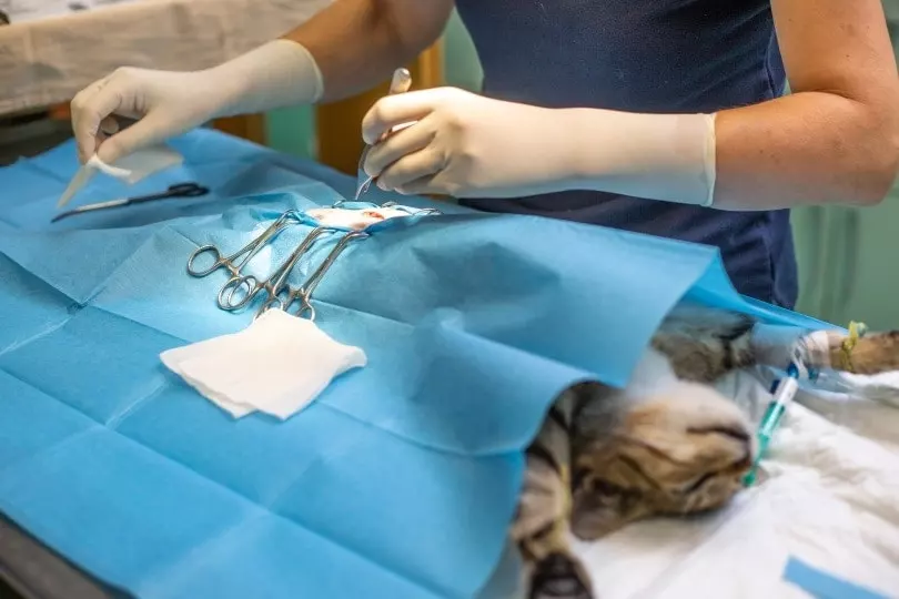 Syarat Sterilisasi Kucing