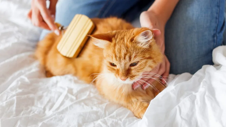 Memperkuat Ikatan Antara Pemilik dan Kucing