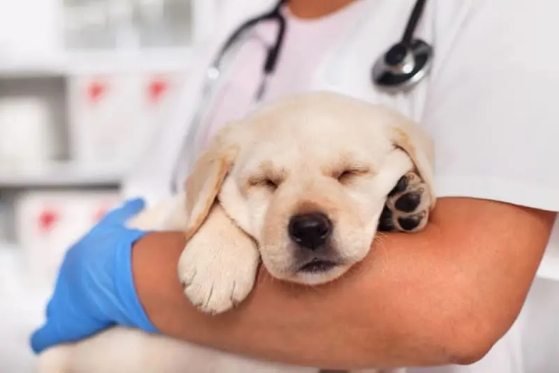 biaya vaksin anjing