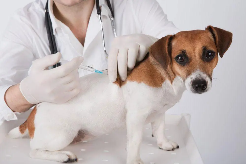 Jenis-Jenis Vaksin Anjing 