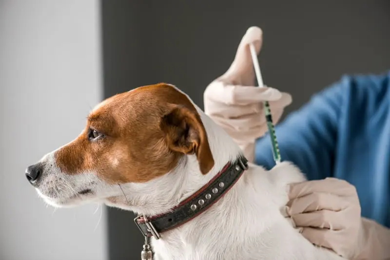 Vaksin Anjing Sesuai Tahapannya
