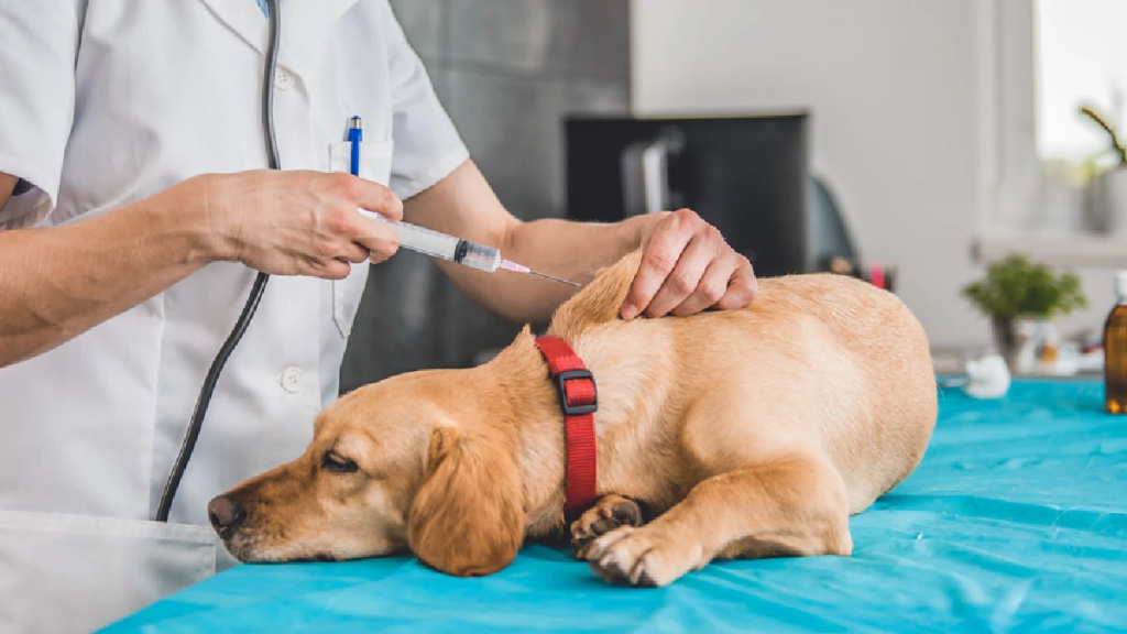 Mudah di Rumah  Persiapan Vaksin pada Anjing