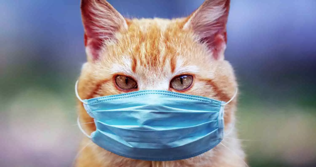 Tindakan Preventif untuk Menjaga Kucing dari Keracunan