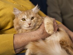 Cara Menghitung Umur Kucing dan Perbandingan Umur Manusia