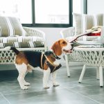 hotel pet friendly jakarta