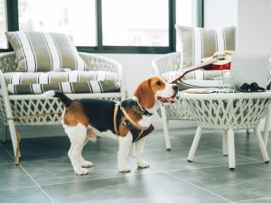 8 Rekomendasi Hotel Pet Friendly Jakarta