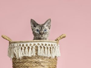 apakah kucing boleh makan nasi