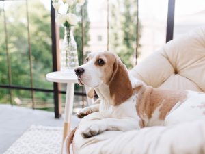 Mau Bawa Peliharaan? Ini 5 Pet Friendly Hotel di Bandung