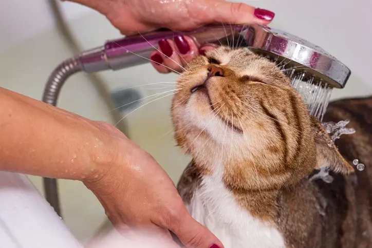 shampo manusia yang cocok untuk kucing