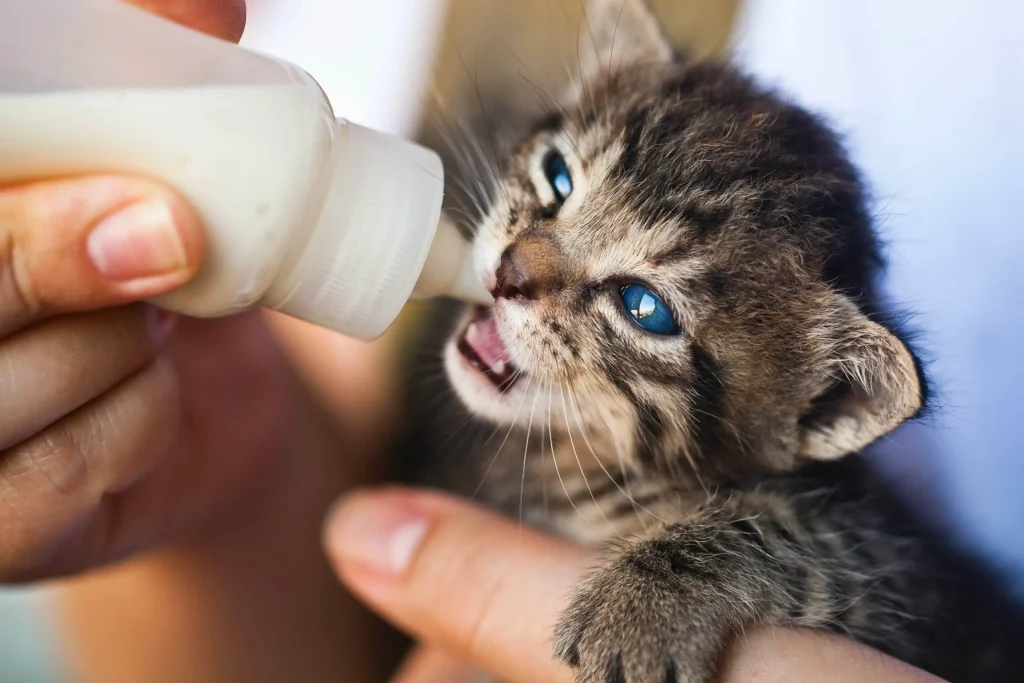 susu kucing baru lahir