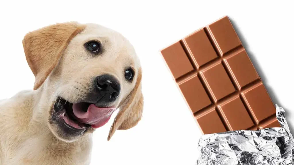 apakah anjing boleh makan coklat