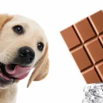 apakah anjing boleh makan coklat