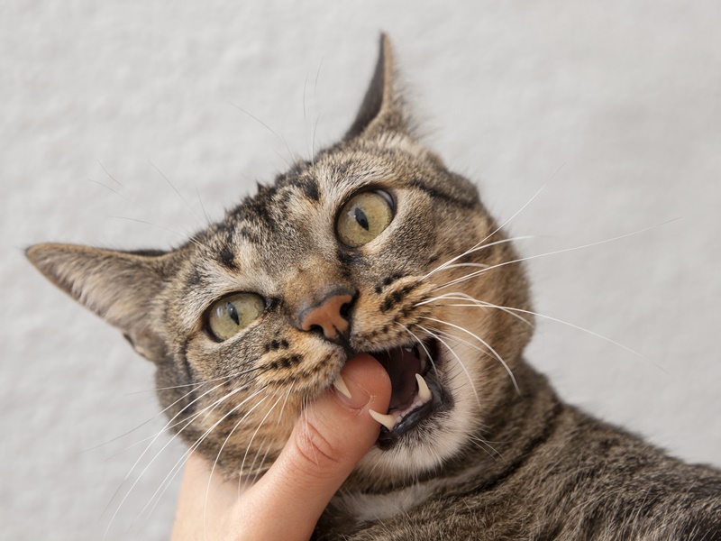 kenapa kucing suka menggigit