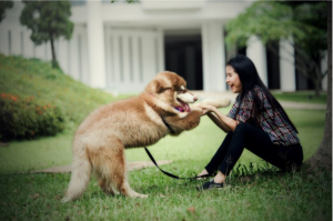 Hewan Peliharaan yang Menyelamatkan Nyawa Pemilik Mereka