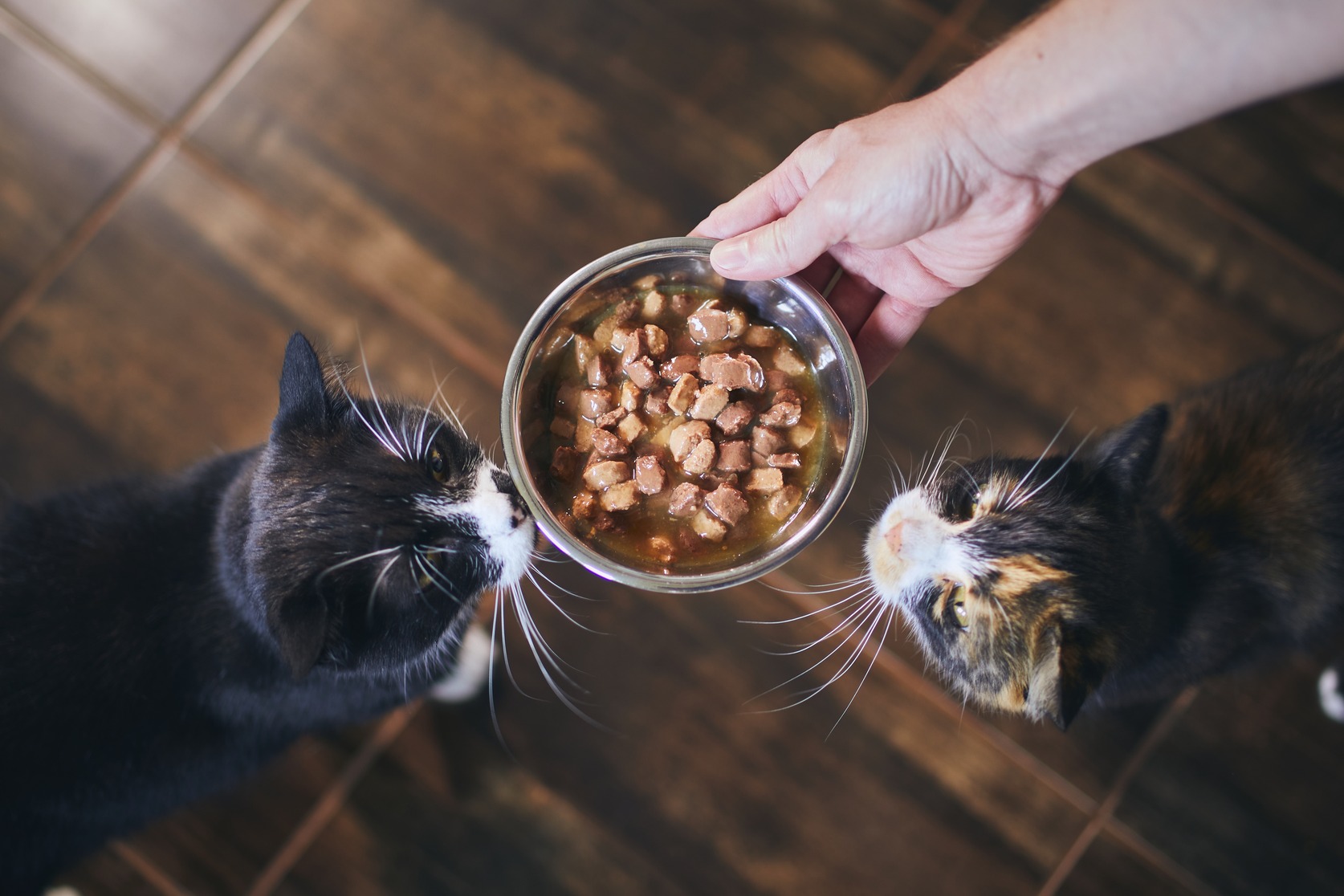 cara membuat makanan kucing