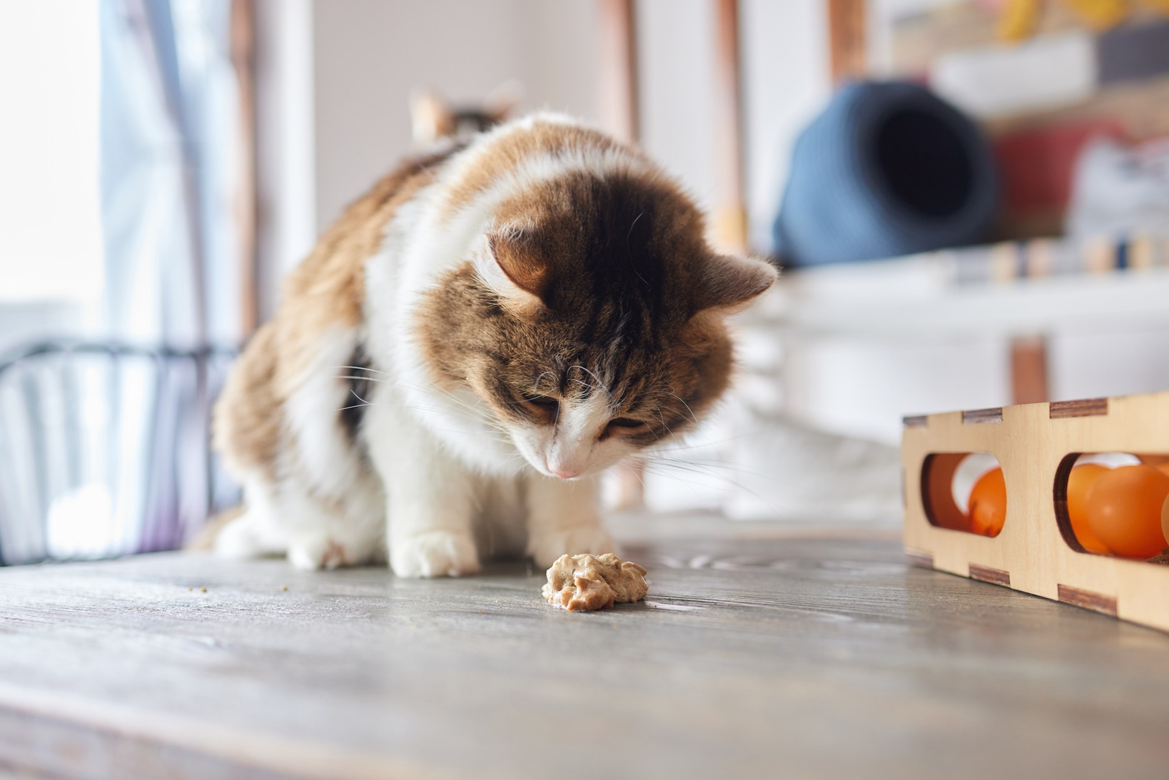 kucing muntah makanan