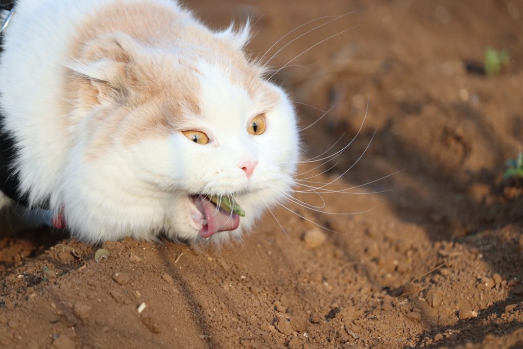 penyebab kucing muntah makanan