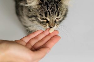 10 Rekomendasi Vitamin untuk Kucing Kampung dan Cara Memilihnya