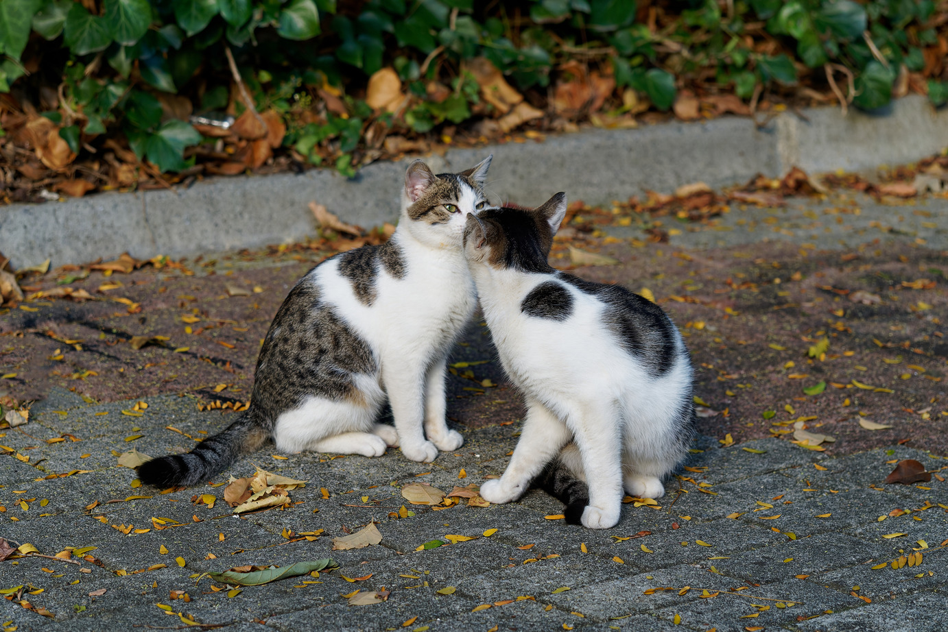 cara mengatasi kucing birahi