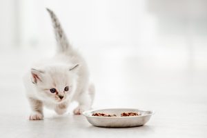 14 Rekomendasi Makanan untuk Anak Kucing Lengkap!