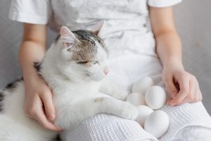 10 Manfaat Kuning Telur untuk Kucing, Baik untuk Kesehatan Anabul