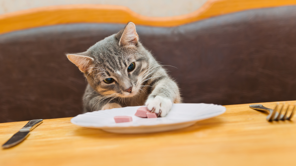 makanan untuk kucing sakit