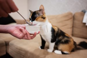 7 Makanan untuk Kucing Sakit dan Jenis-Jenisnya