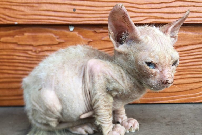 10 Penyakit Kulit Pada Kucing Dan Tips Mencegahnya