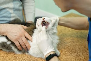 9 Penyebab Kucing Bau Mulut Pada Kucing dan Cara Mengatasinya