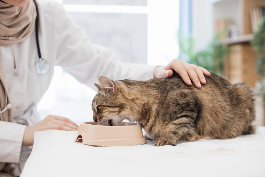 rekomendasi makanan untuk kucing sakit