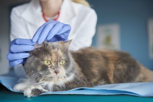 Biaya Suntik Scabies Kucing Serta 6 Manfaatnya