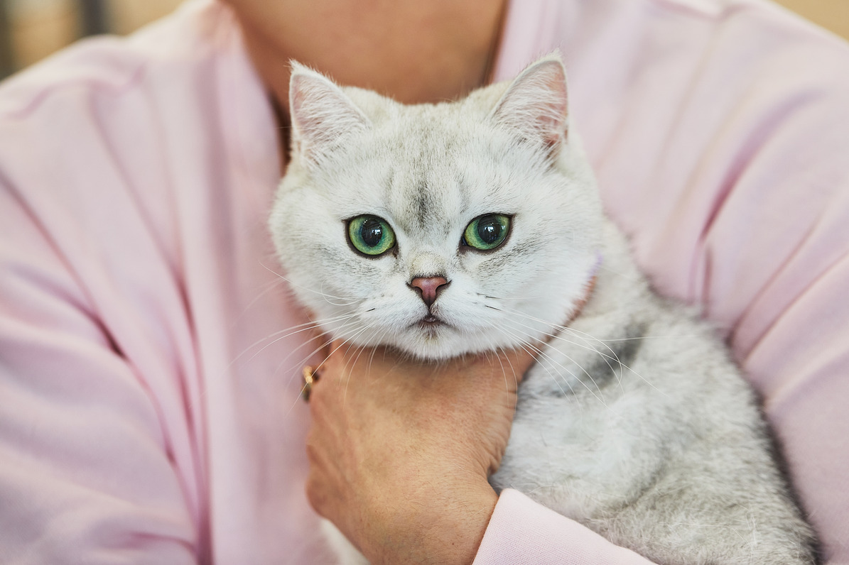 kucing termahal di dunia