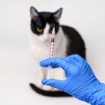 vaksin kucing umur berapa