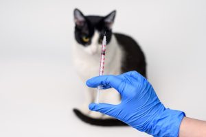 Vaksin Kucing Umur Berapa? Berikut Syarat dan Efek Samping Vaksin Lengkap!