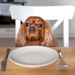 anjing tidak mau makan