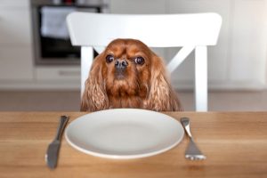 7 Penyebab Anjing Tidak Mau Makan, Temukan Solusinya!
