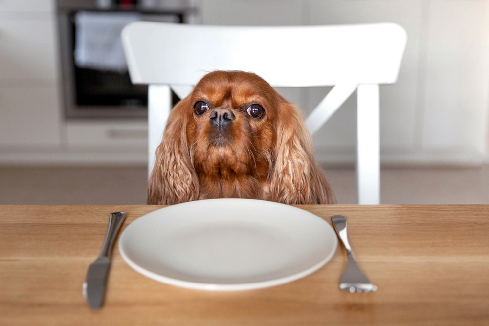 anjing tidak mau makan
