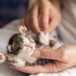 cara memandikan anak kucing
